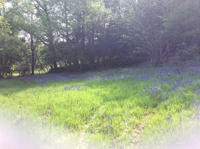 Contact :: The-otter-vale-wild-camping