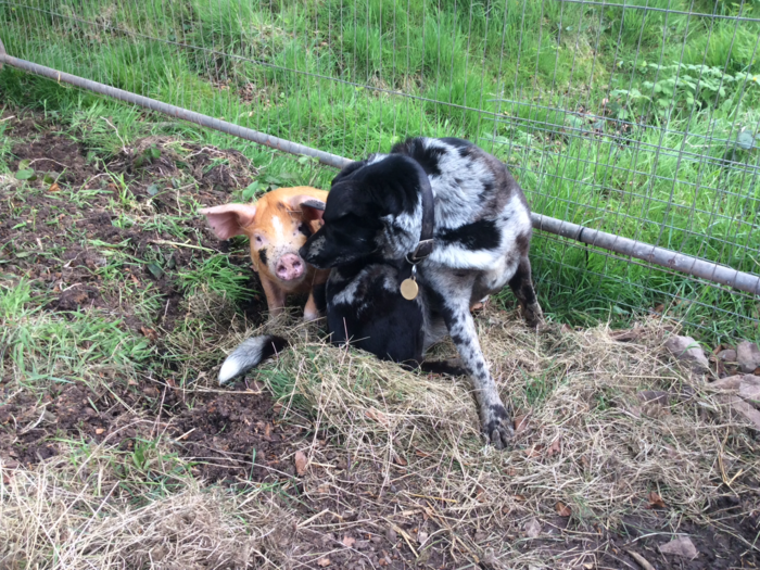 Gallery :: The-otter-vale-wild-camping